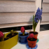 Jak zasadit hyacint květina v otevřené půdě a starat se o něj